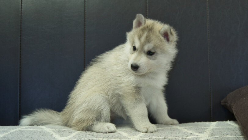シベリアンハスキー子犬の写真No.202310135-5　11月22日現在