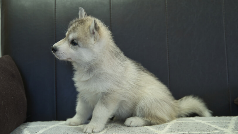 シベリアンハスキー子犬の写真No.202310135左側面11月22日現在
