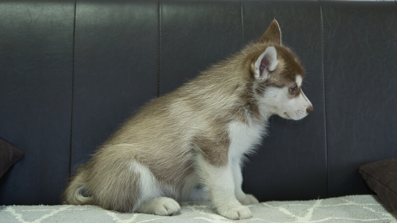 シベリアンハスキー子犬の写真No.202310044右側面11月29日現在