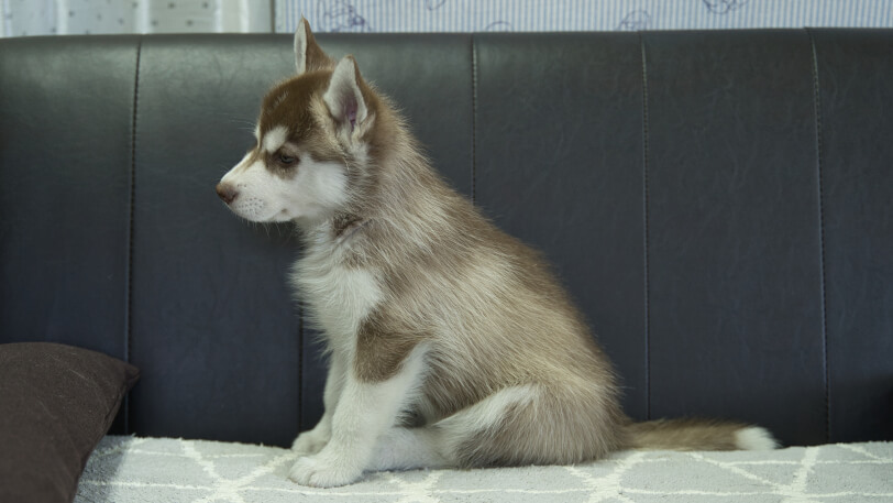シベリアンハスキー子犬の写真No.202310044左側面11月29日現在