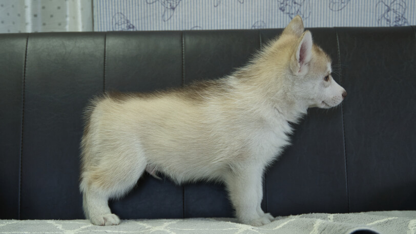 シベリアンハスキー子犬の写真No.202310045右側面11月29日現在
