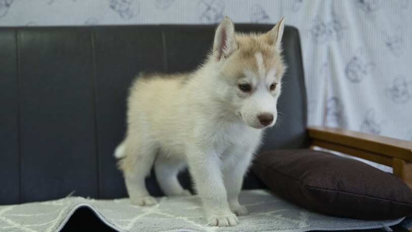 シベリアンハスキー子犬の写真No.202310045-5　11月29日現在