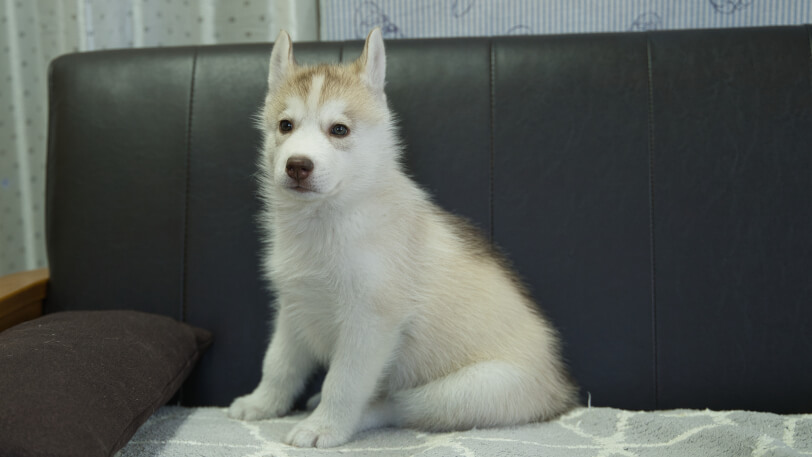 シベリアンハスキー子犬の写真No.202310045左側面11月29日現在