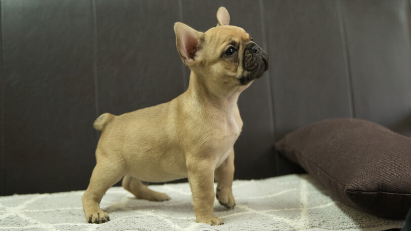 フレンチブルドッグ子犬の写真No.202310121右側面12月8日現在