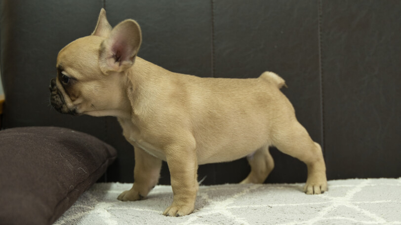 フレンチブルドッグ子犬の写真No.202310121左側面12月8日現在