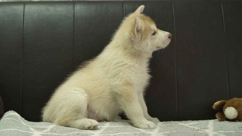 シベリアンハスキー子犬の写真No.202310132右側面12月1日現在