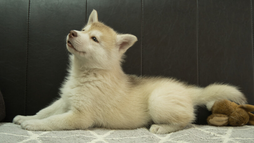 シベリアンハスキー子犬の写真No.202310132-4　12月1日現在