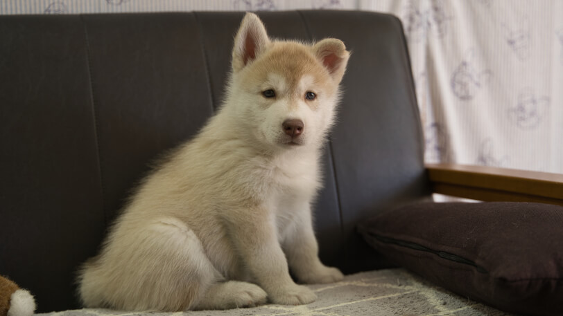 シベリアンハスキー子犬の写真No.202310132-5　12月1日現在