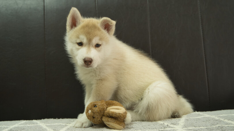シベリアンハスキー子犬の写真No.202310132左側面12月1日現在