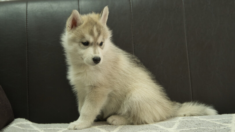 シベリアンハスキー子犬の写真No.202310135-4　12月1日現在