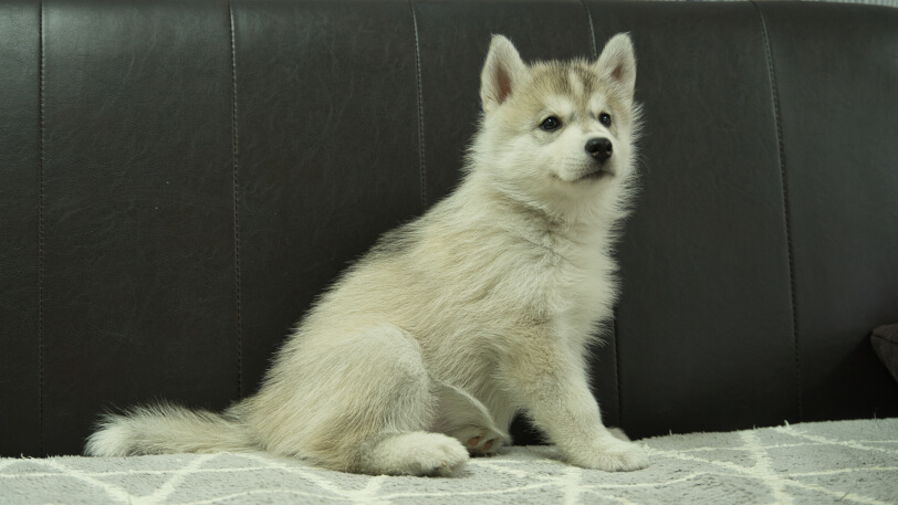 シベリアンハスキー子犬の写真No.202310135-5　12月1日現在
