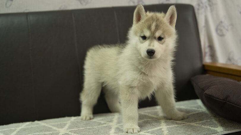 シベリアンハスキー子犬の写真No.202310135正面12月1日現在