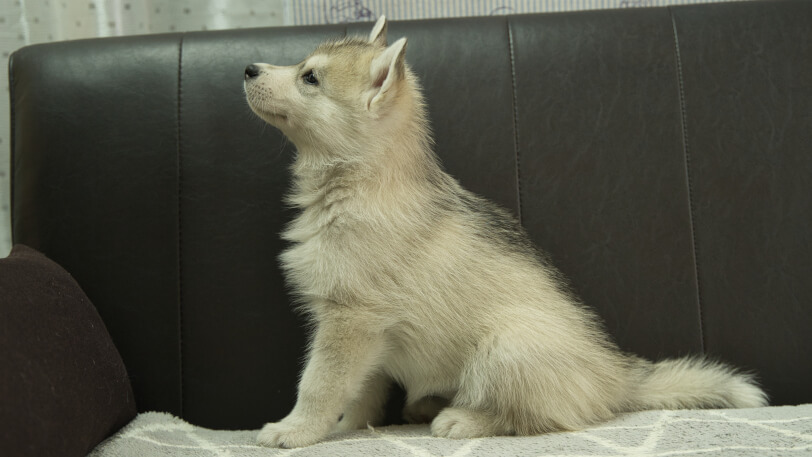 シベリアンハスキー子犬の写真No.202310135左側面12月1日現在