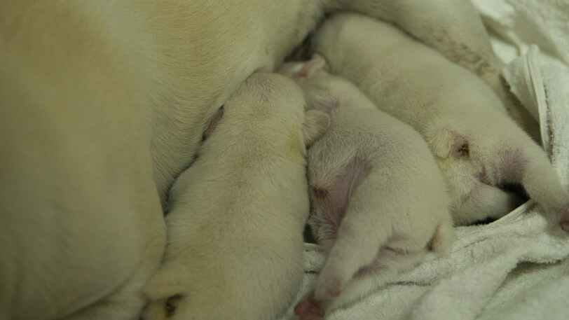 2024年1月15日生まれのフレンチブルドッグの子犬
