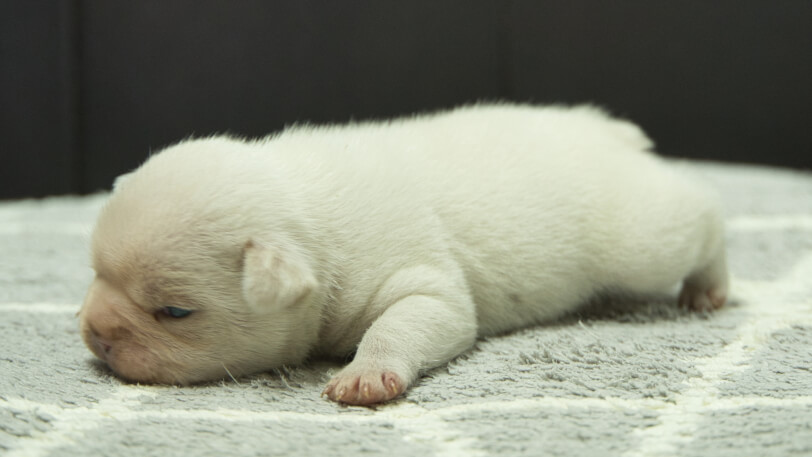 フレンチブルドッグ子犬の写真No.202401151-4　2月5日現在