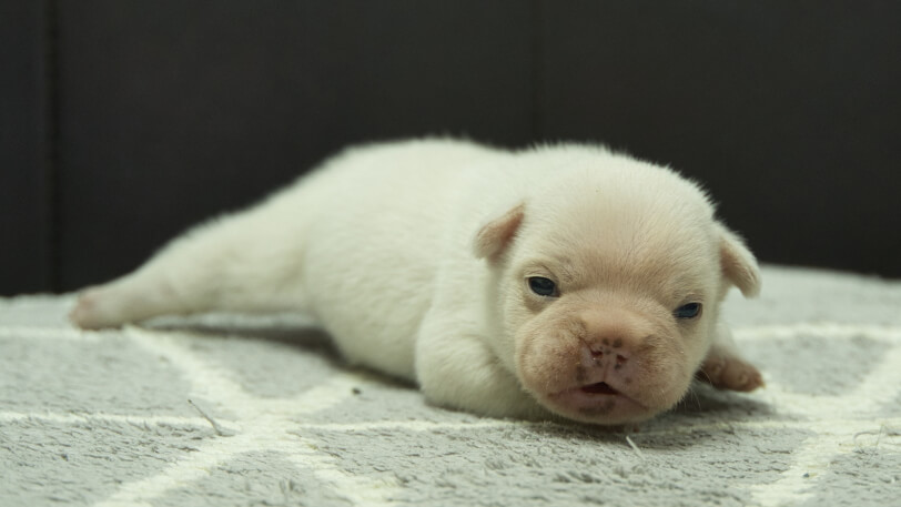 フレンチブルドッグ子犬の写真No.202401151-5　2月5日現在