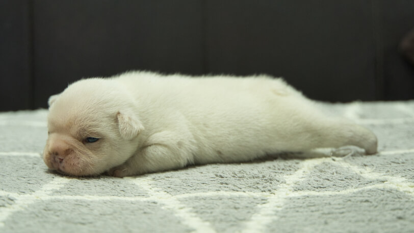 フレンチブルドッグ子犬の写真No.202401151左側面2月5日現在