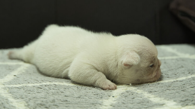 フレンチブルドッグ子犬の写真No.202401152右側面2月5日現在