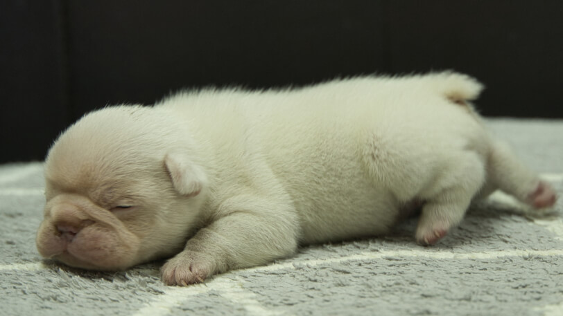 フレンチブルドッグ子犬の写真No.202401152左側面2月5日現在