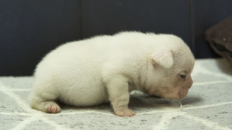 フレンチブルドッグ子犬の写真No.202401151右側面2月13日現在