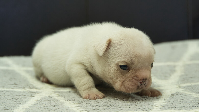 フレンチブルドッグ子犬の写真No.202401151-5　2月13日現在