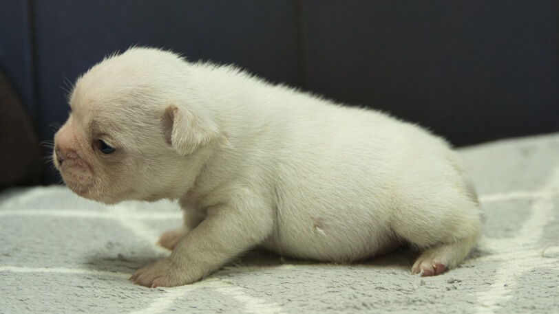 フレンチブルドッグ子犬の写真No.202401151左側面2月13日現在