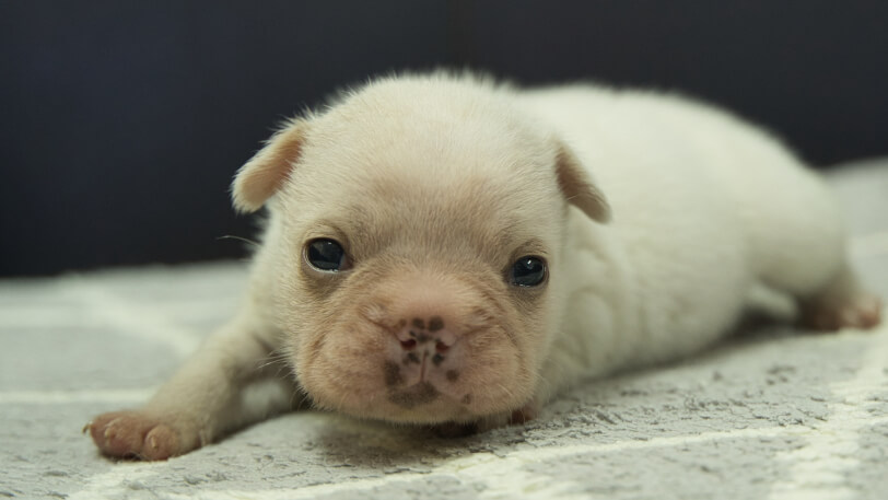 フレンチブルドッグ子犬の写真No.202401151正面2月13日現在