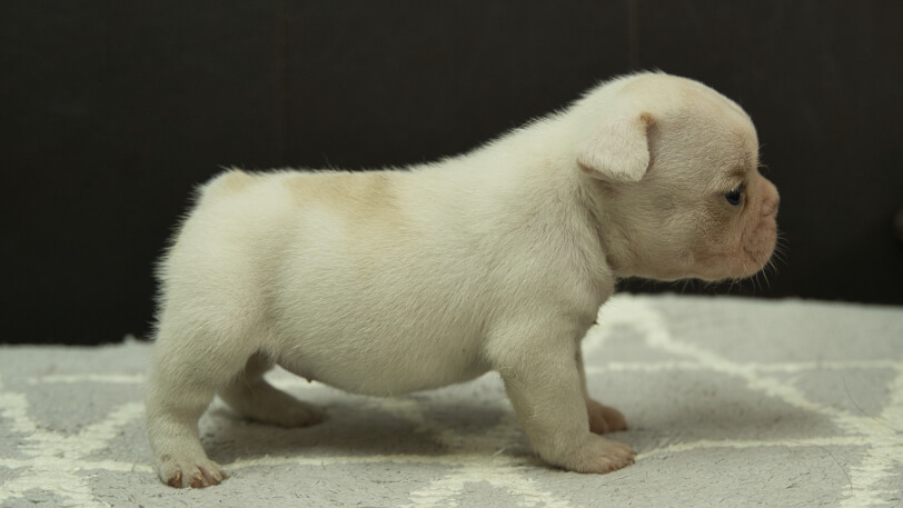 フレンチブルドッグ子犬の写真No.202401151右側面2月21日現在