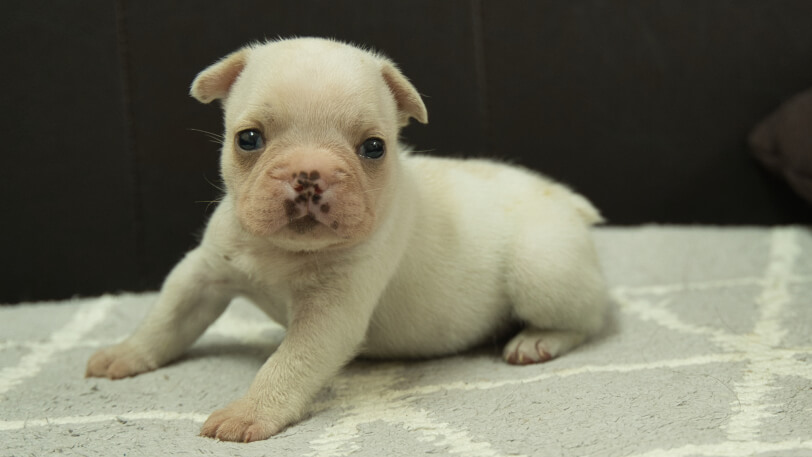 フレンチブルドッグ子犬の写真No.202401151-4　2月21日現在