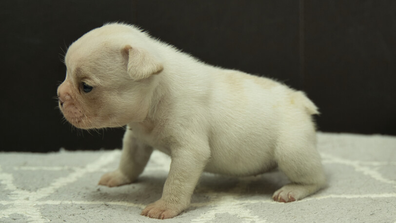 フレンチブルドッグ子犬の写真No.202401151左側面2月21日現在