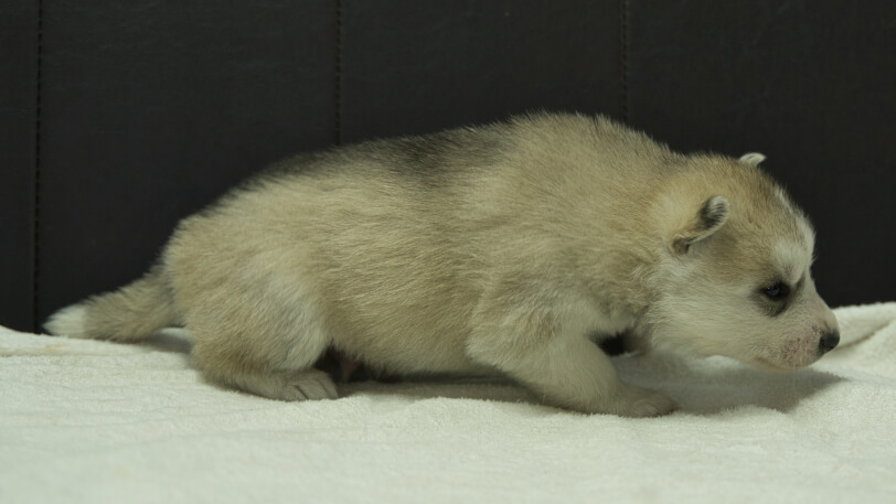シベリアンハスキー子犬の写真No.202401021右側面1月31日現在
