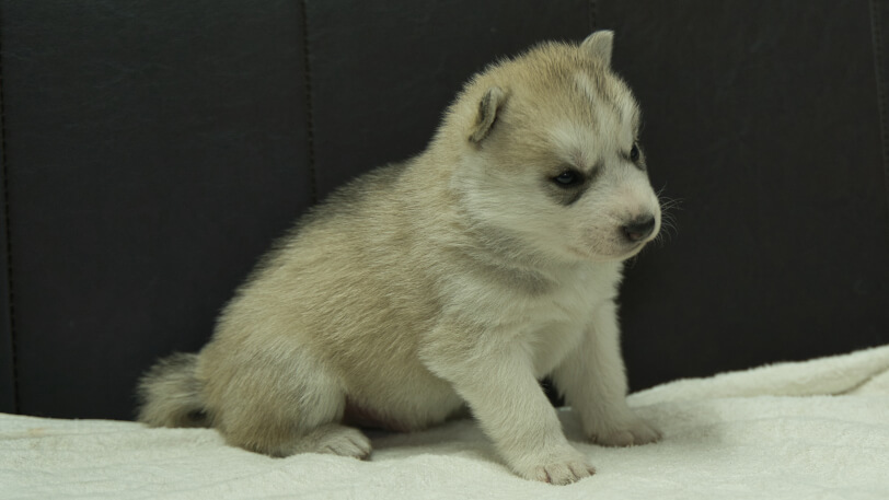 シベリアンハスキー子犬の写真No.202401021-5 1月31日現在