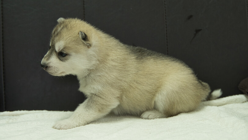 シベリアンハスキー子犬の写真No.202401025左側面1月31日現在