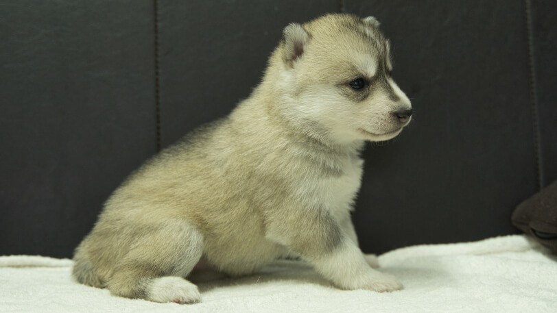 シベリアンハスキー子犬の写真No.202401026右側面1月31日現在