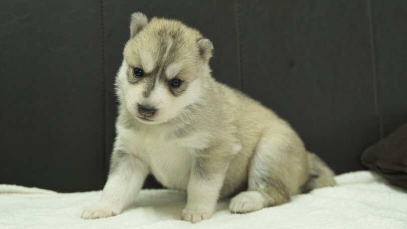 シベリアンハスキー子犬の写真No.202401026-4　1月31日現在