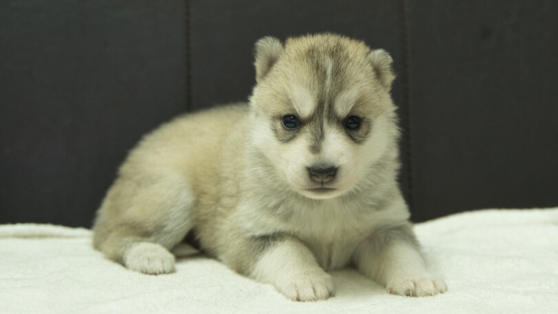 シベリアンハスキー子犬の写真No.202401026-5　1月31日現在