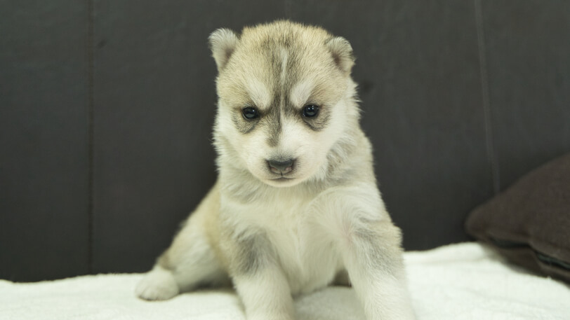 シベリアンハスキー子犬の写真No.202401026正面1月31日現在