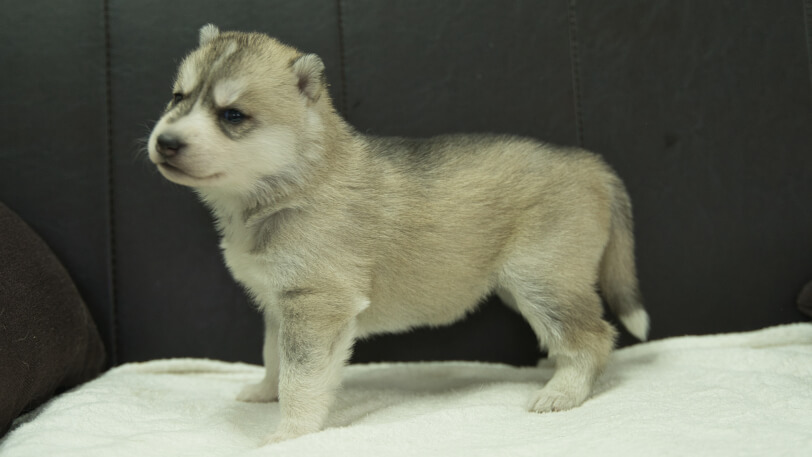 シベリアンハスキー子犬の写真No.202401026左側面1月31日現在