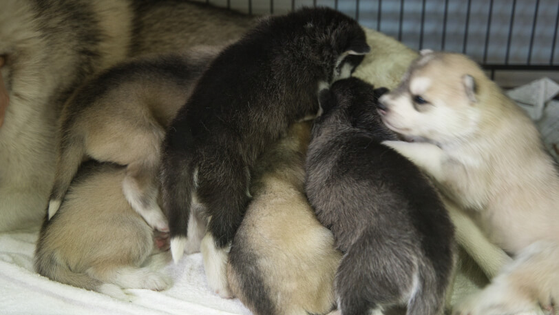 2024年1月2日生まれのシベリアンハスキーの子犬たち