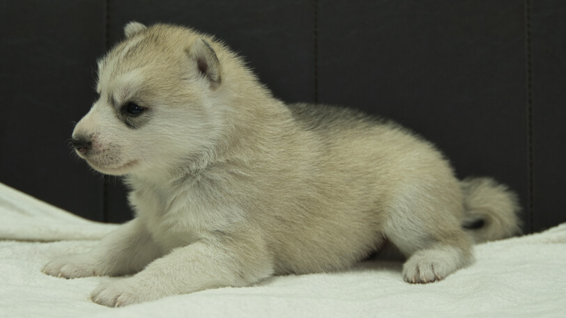 シベリアンハスキー子犬の写真No.202401021左側面1月31日現在