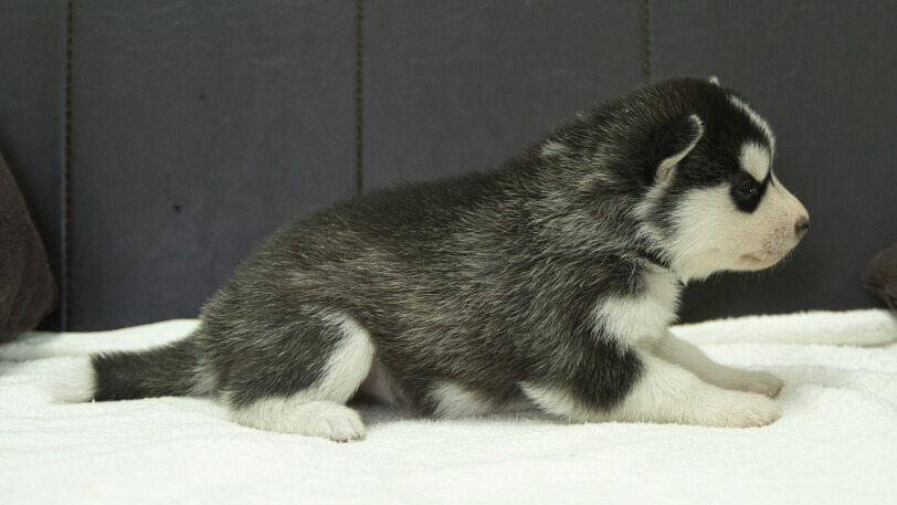 シベリアンハスキー子犬の写真No.202401022右側面1月31日現在