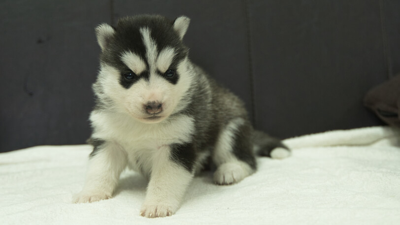 シベリアンハスキー子犬の写真No.202401022-4　1月31日現在