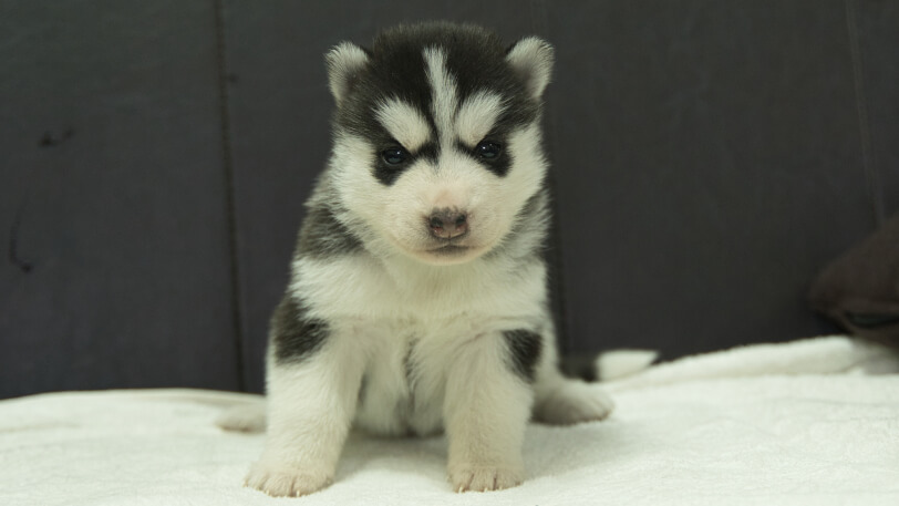 シベリアンハスキー子犬の写真No.202401022正面1月31日現在