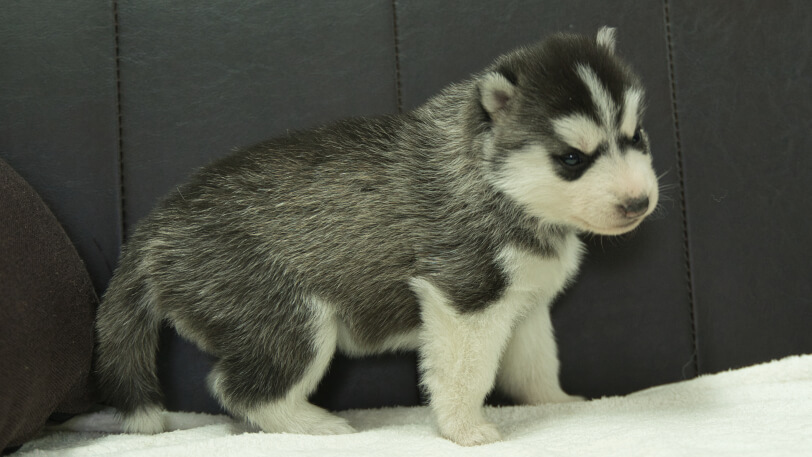 シベリアンハスキー子犬の写真No.202401023右側面1月31日現在