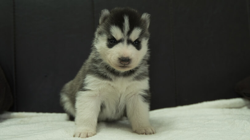 シベリアンハスキー子犬の写真No.202401023正面1月31日現在