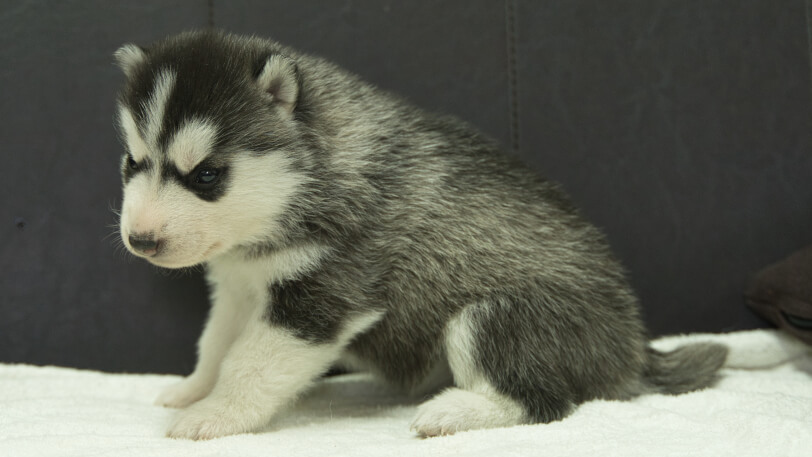 シベリアンハスキー子犬の写真No.202401023左側面1月31日現在