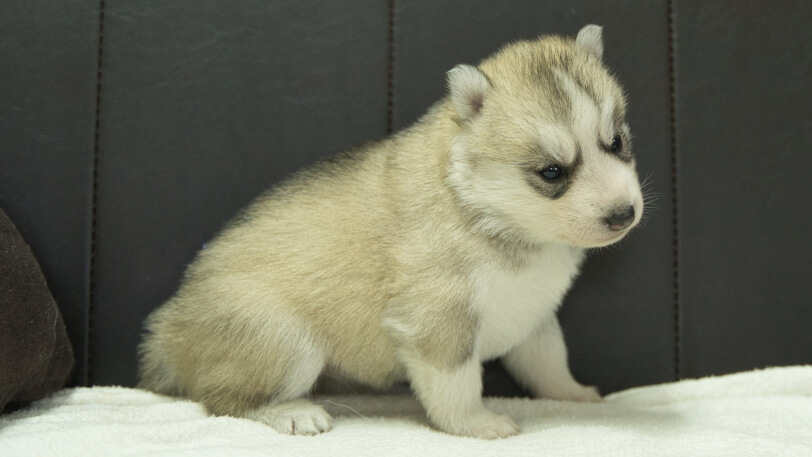 シベリアンハスキー子犬の写真No.202401024右側面1月31日現在