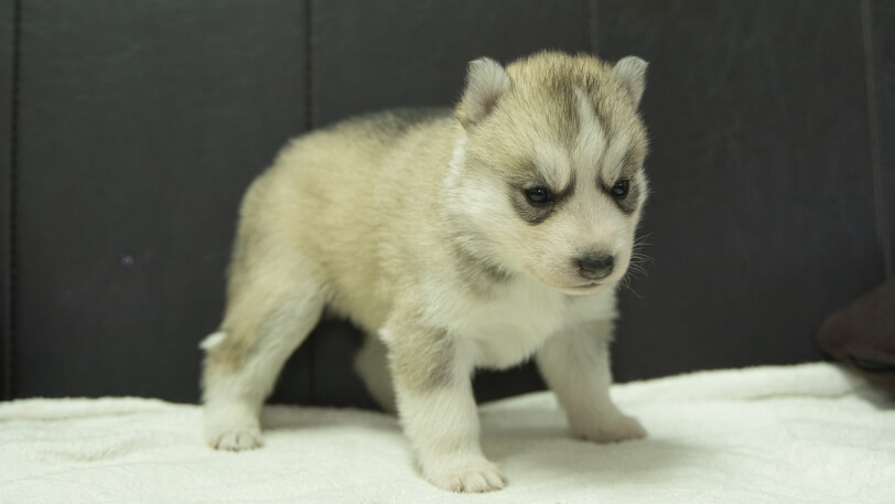 シベリアンハスキー子犬の写真No.202401024-5　1月31日現在