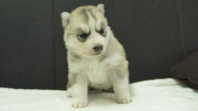 シベリアンハスキー子犬の写真No.202401024正面1月31日現在