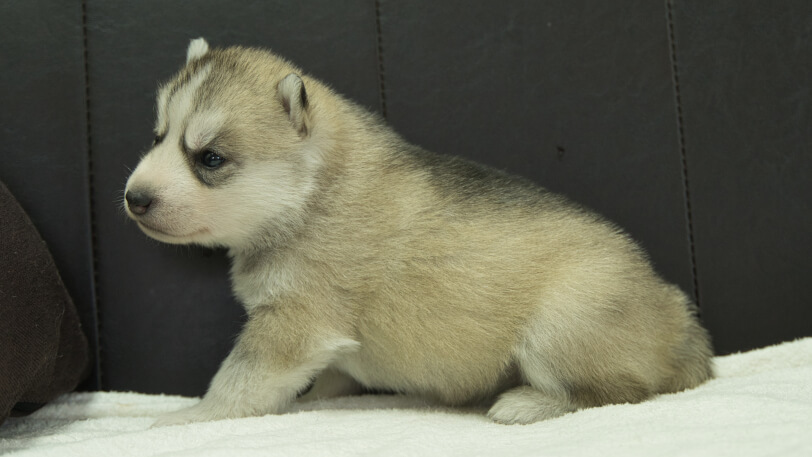 シベリアンハスキー子犬の写真No.202401024左側面1月31日現在